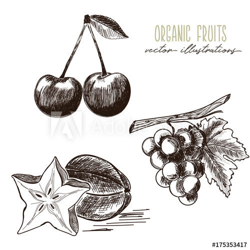500x500 cherry, star fruit, grapes organic fruits drawings - Organic Drawing