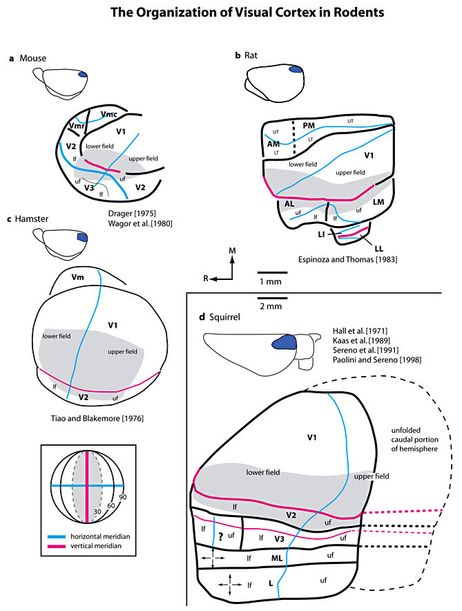 669x884 line drawings of the visuotopic organization in striate - Organization Drawings