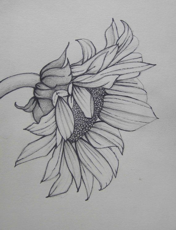 570x745 pencil art work sunflower mixed media original drawing print - Original Drawing