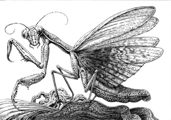600x420 ornate praying mantis ink drawing scatterbrain tees - Ornate Drawing