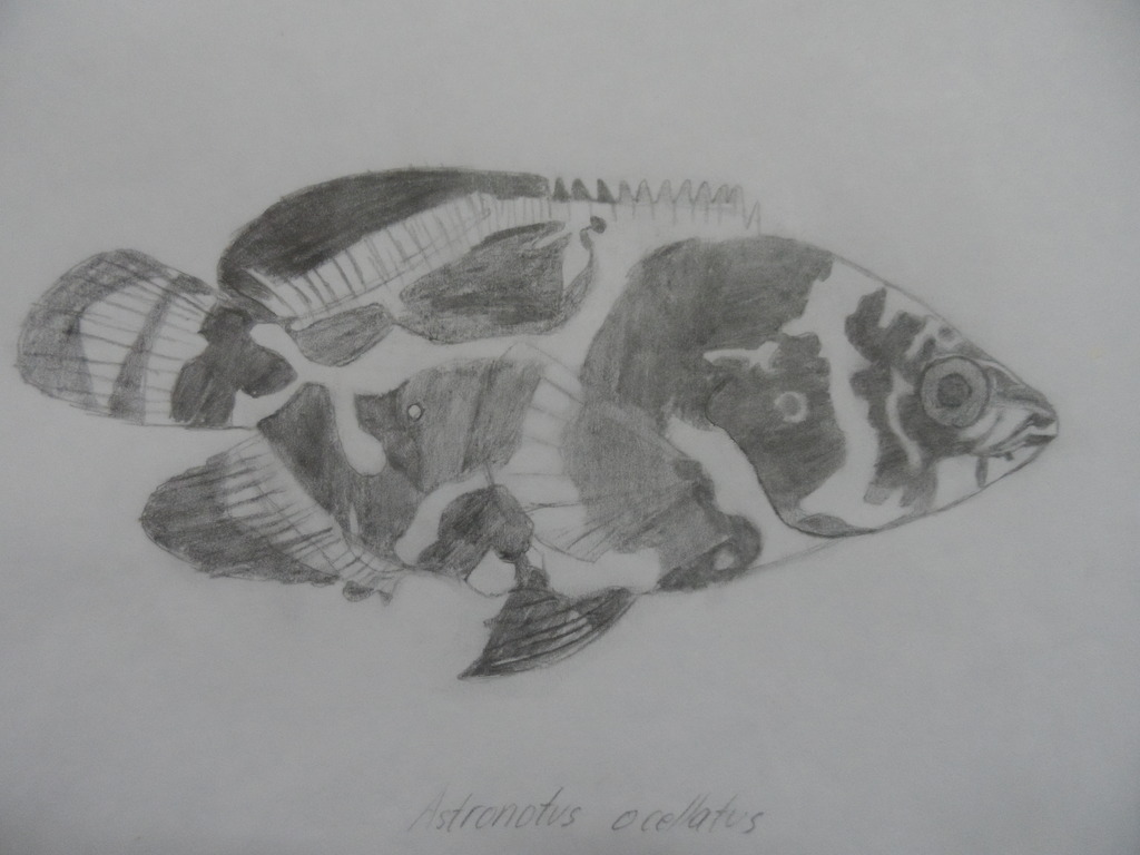 1024x768 oscar drawing - Oscar Drawing