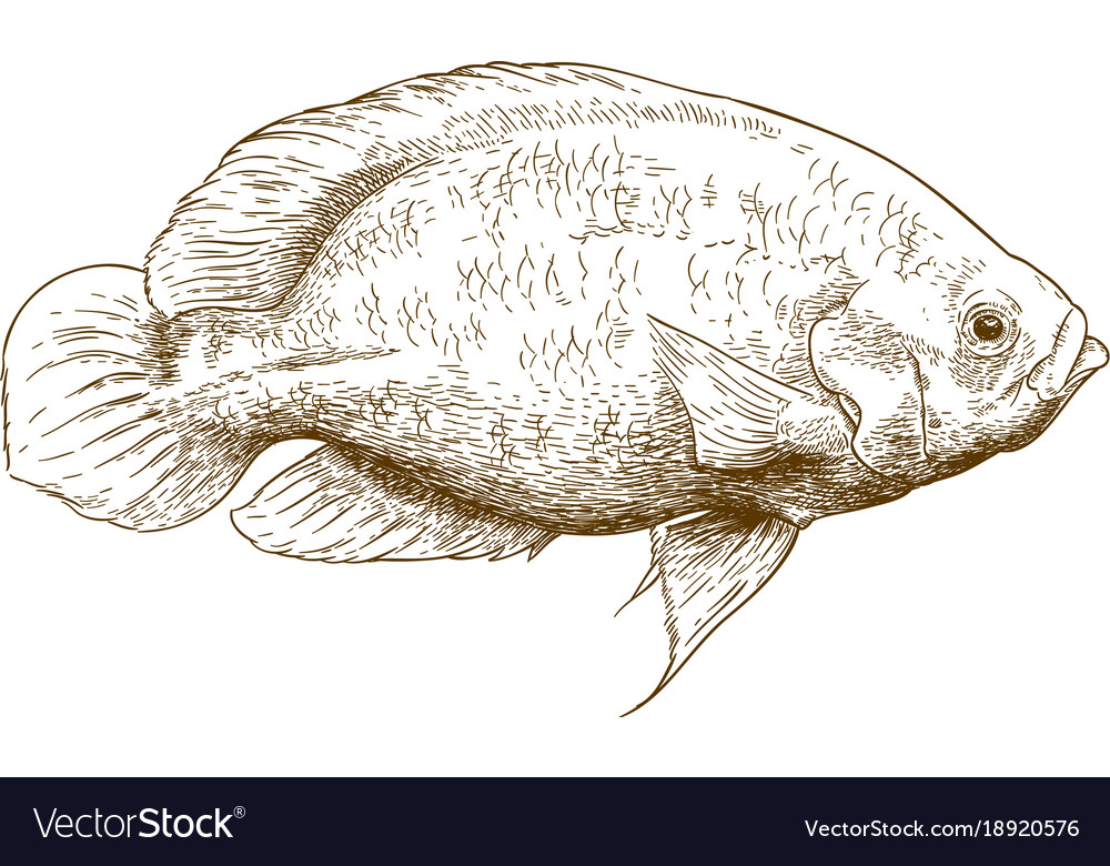 1000x780 Huge Collection Of 'oscar Drawing' Download More Than Images - Oscar Trophy Drawing