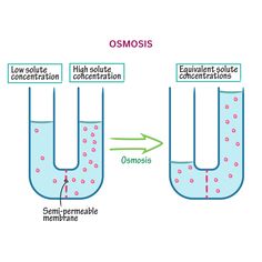 Osmosis Drawing at PaintingValley.com | Explore collection of Osmosis ...