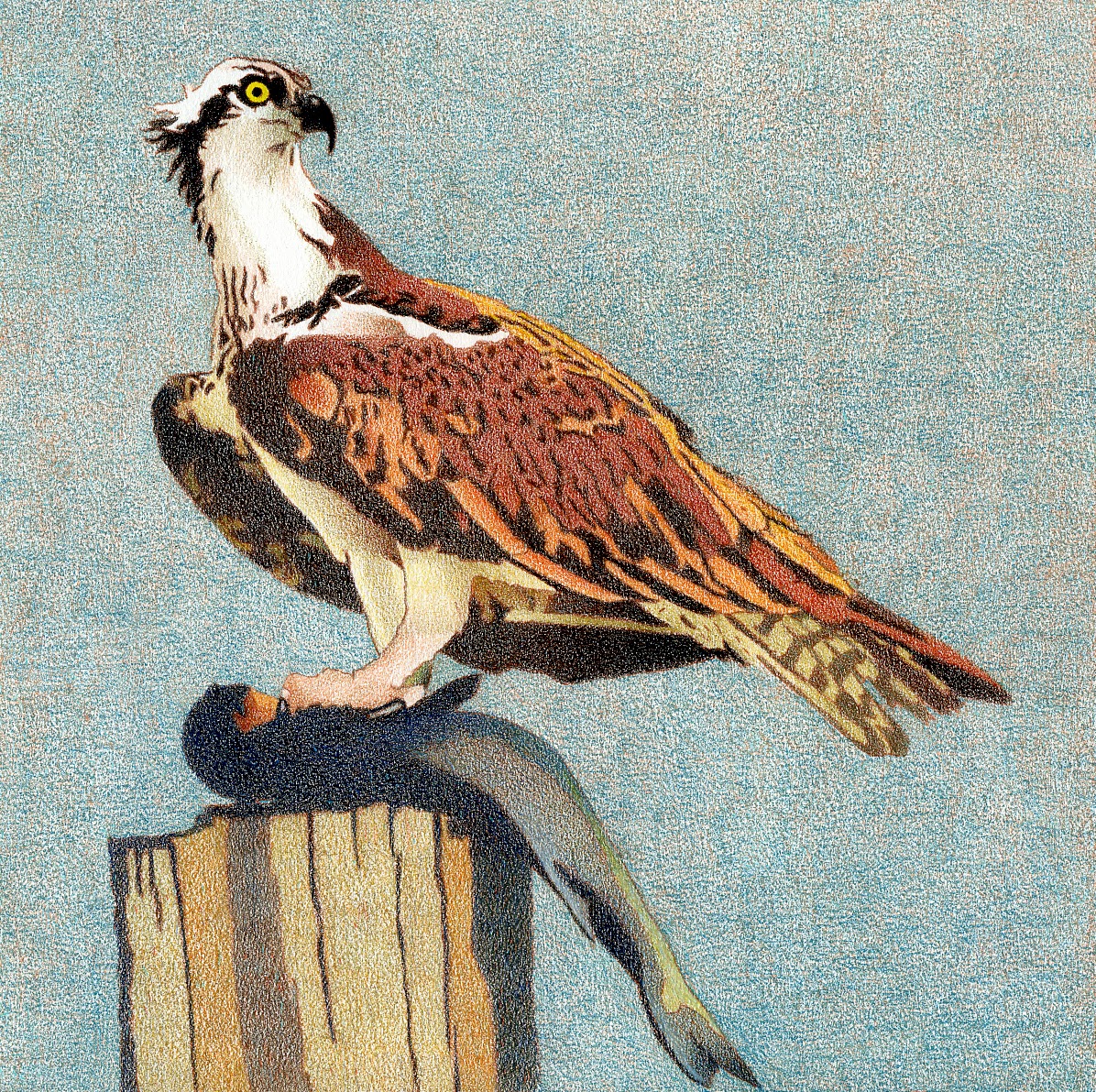 1196x1192 impression evergreen osprey - Osprey Drawing