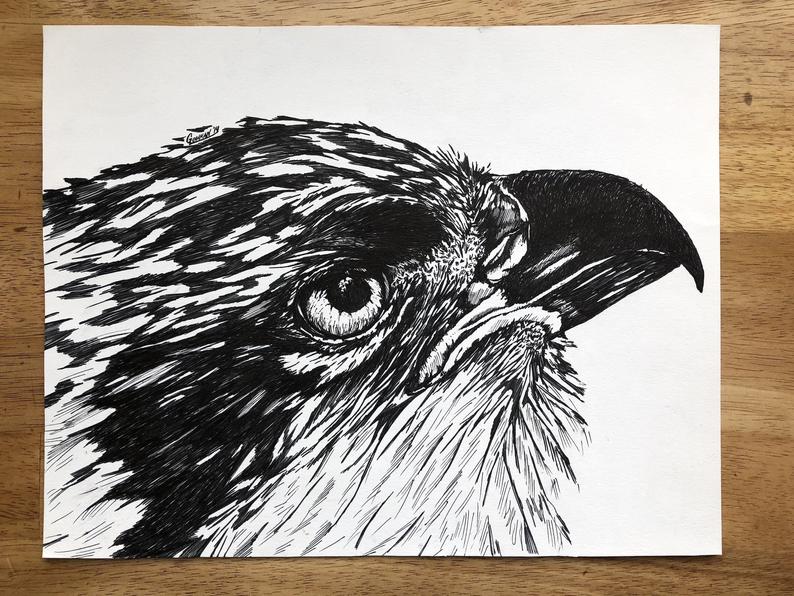 794x596 Original Osprey Drawing Etsy - Osprey Drawing