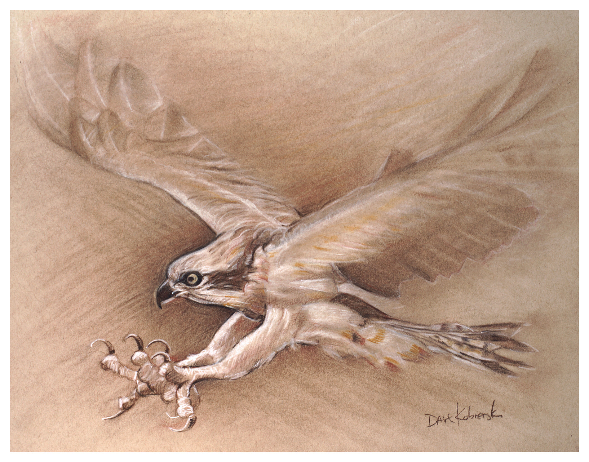 1900x1490 Osprey Spirit Animals Wild Places Drawing - Osprey Drawing