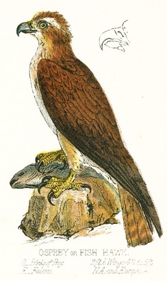 244x409 Osprey Drawing - Osprey Drawing
