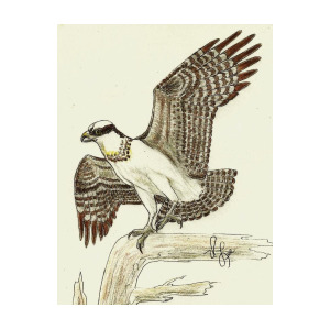 300x300 Osprey Drawing Drawing - Osprey Drawing