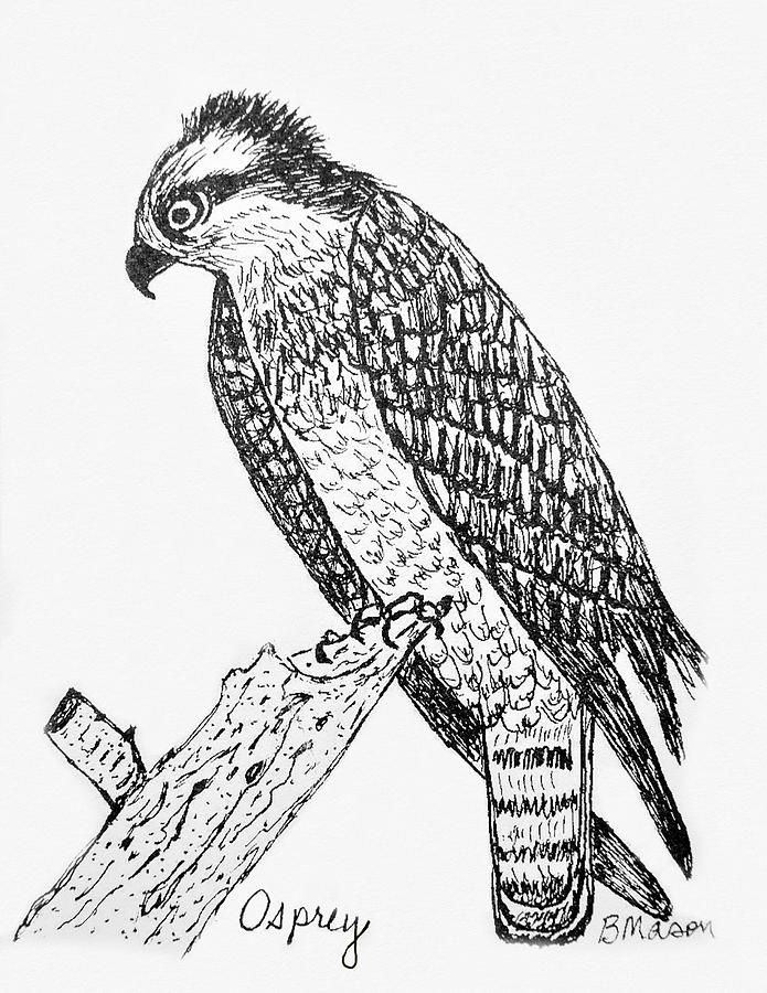 695x900 Osprey Drawing - Osprey Drawing