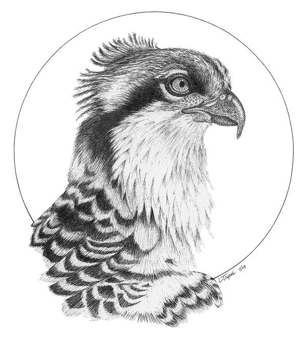 600x695 Osprey Drawing - Osprey Drawing