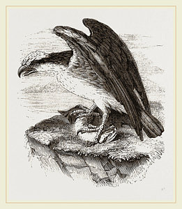 261x300 Osprey Drawing - Osprey Drawing