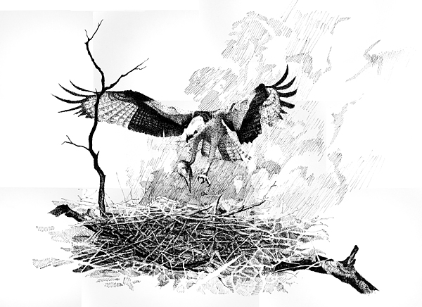 600x436 Osprey Drawing - Osprey Drawing