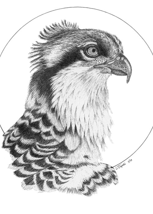 500x700 Osprey Greeting Card For Sale - Osprey Drawing