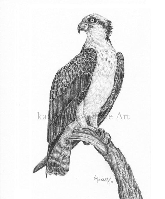 570x686 Osprey Pencil Drawing Print Etsy - Osprey Drawing
