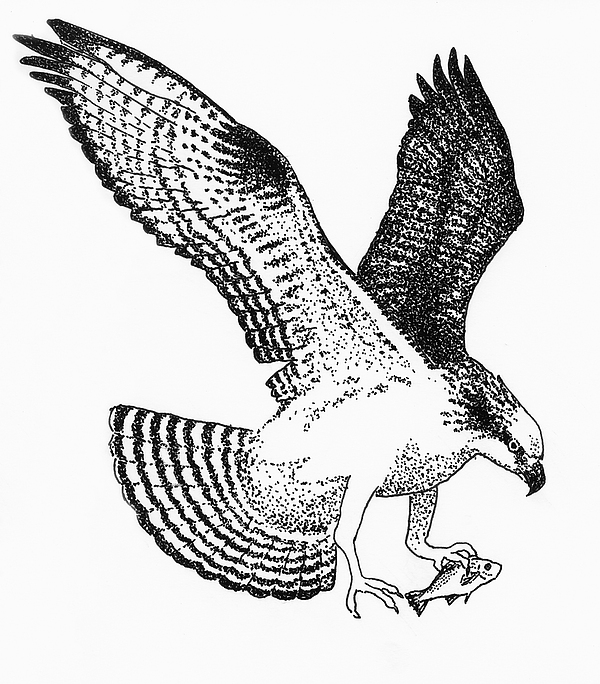 600x684 osprey with white perch drawing - Osprey Drawing