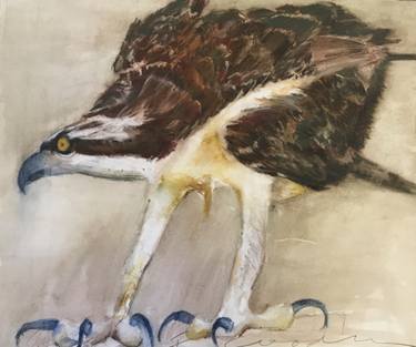 375x313 Osprey Looking Left Drawing - Osprey Drawing