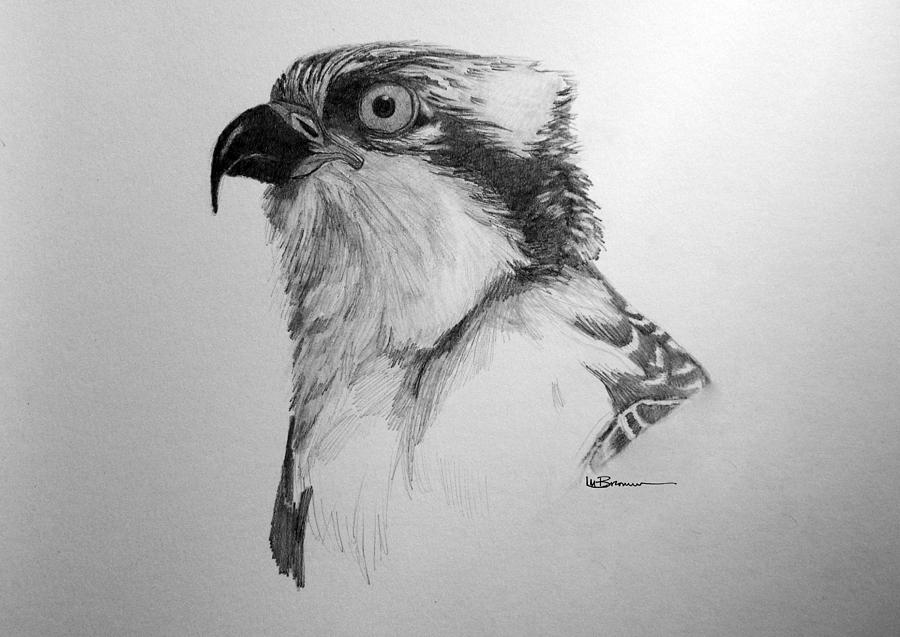 900x637 Sketch Of An Osprey Drawing - Osprey Drawing