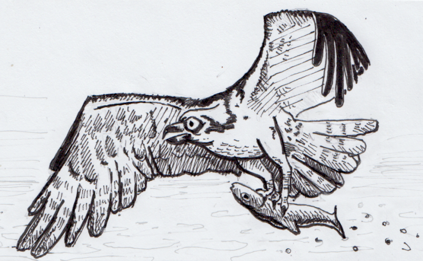 825x510 The Osprey Don't Call Me Seachicken A New Zoology Thing - Osprey Drawing