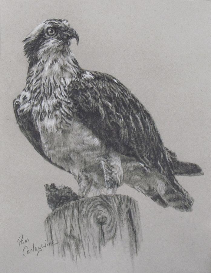 Osprey Drawing at Explore collection of Osprey Drawing