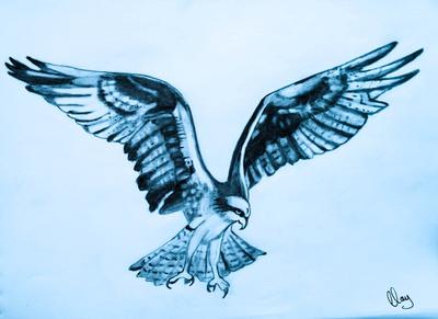 400x291 My Drawing Of An Osprey - Osprey Drawing
