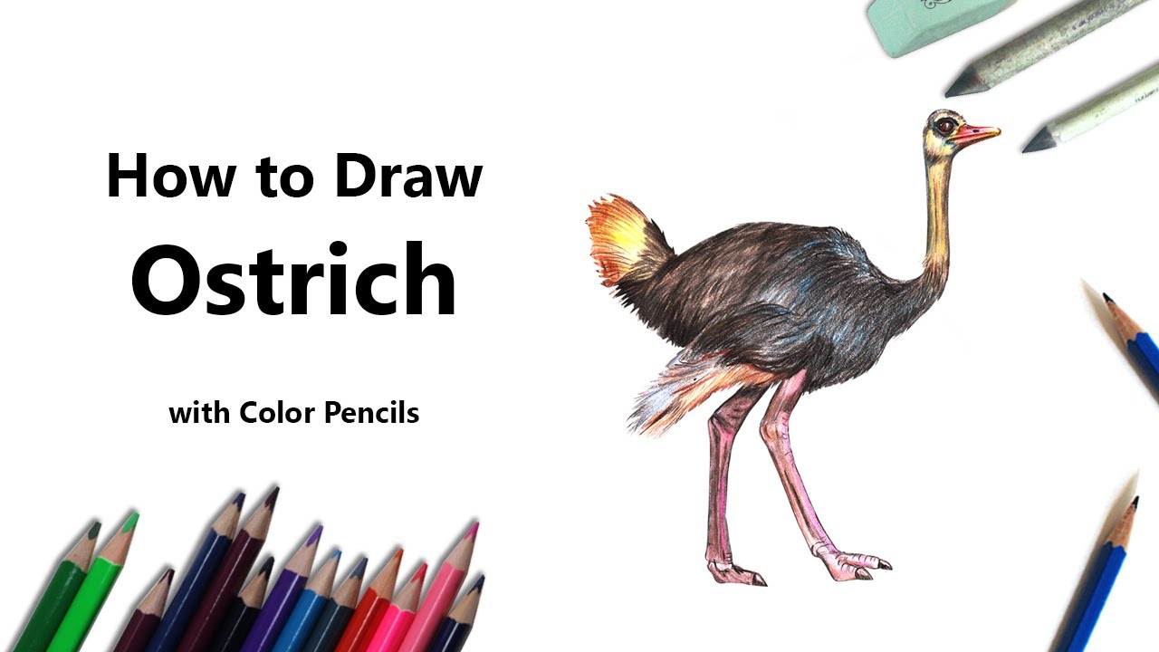 1280x720 How To Draw A Ostrich With Color Pencils - Ostrich Drawing