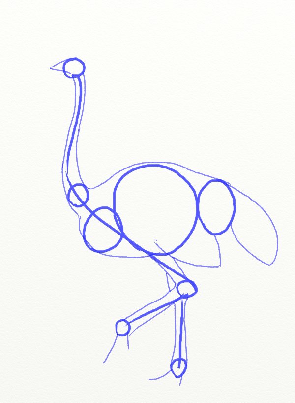600x818 How To Draw An Ostrich - Ostrich Drawing