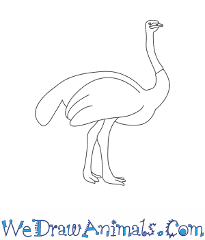 300x350 How To Draw An Ostrich - Ostrich Drawing