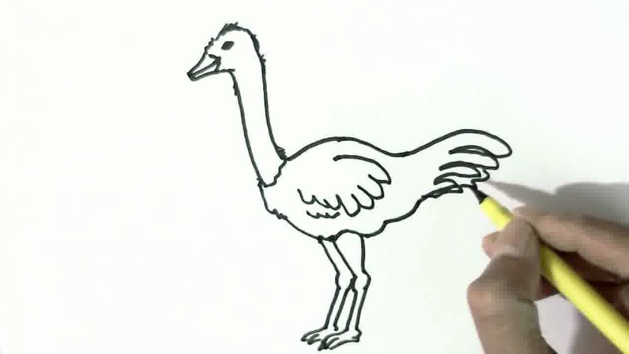 1280x720 How To Draw An Ostrich - Ostrich Drawing