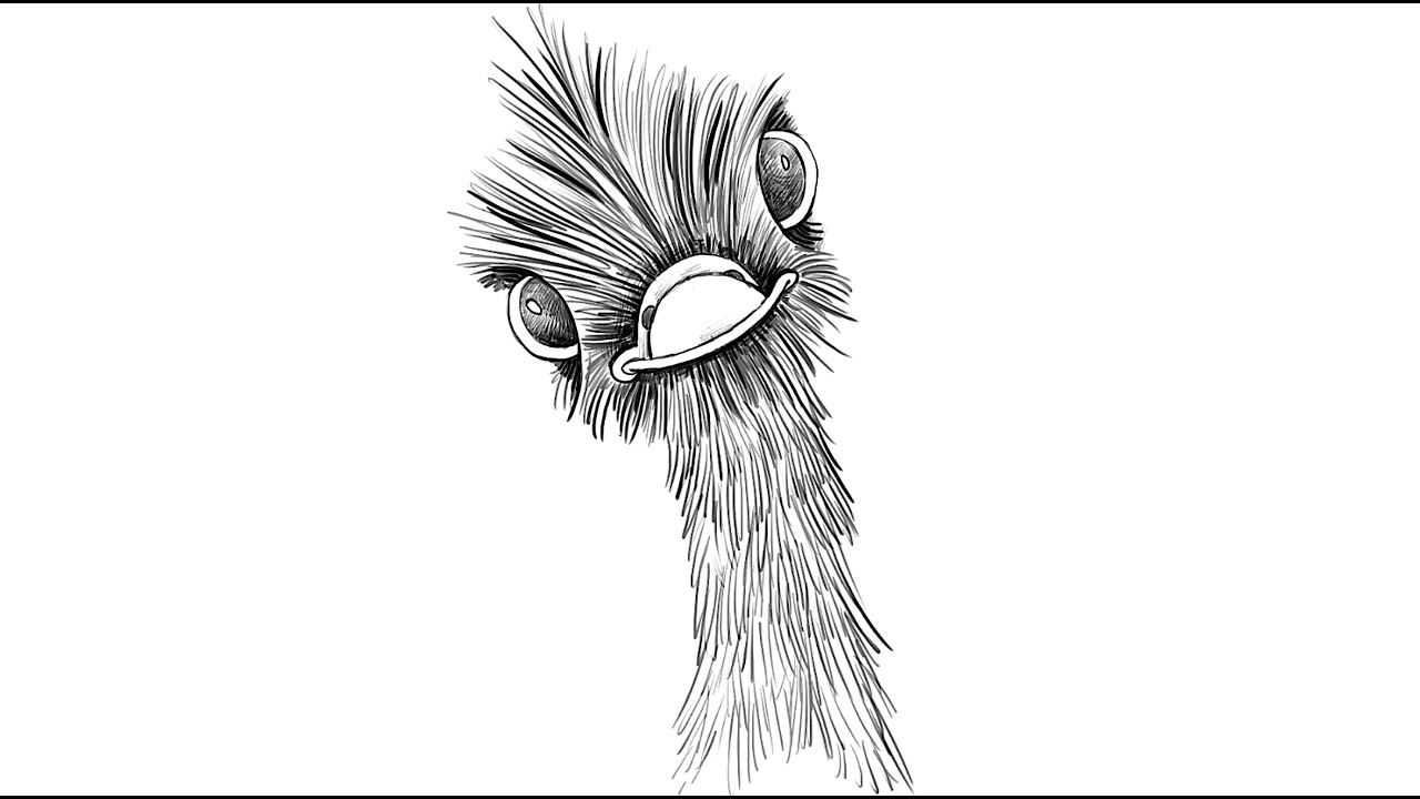 1280x720 How To Draw Head Of Ostrich - Ostrich Drawing