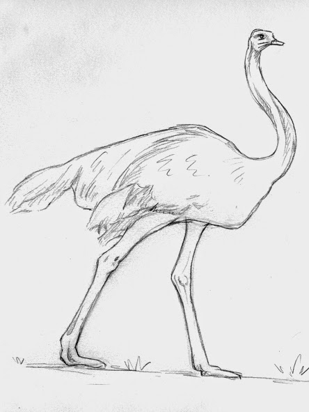 444x591 in the footsteps of elephants ostrich line drawing continued - Ostrich Drawing