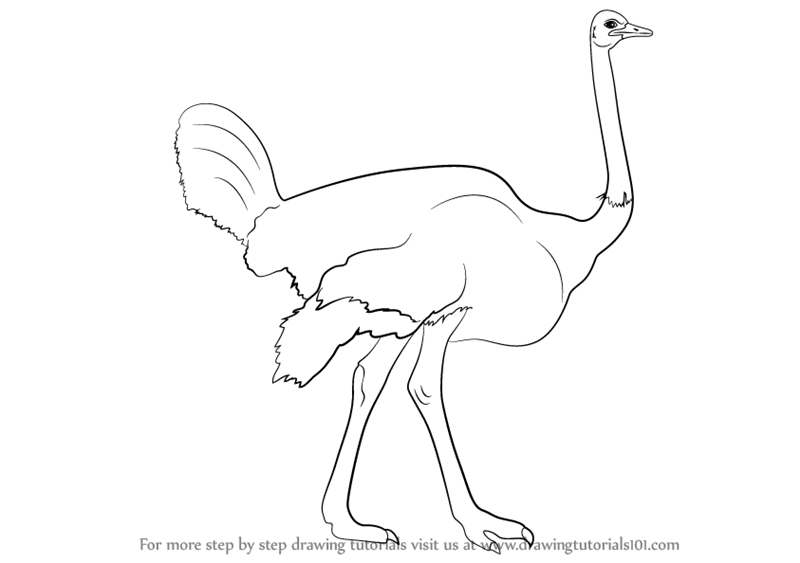 800x563 Learn How To Draw A Ostrich - Ostrich Drawing