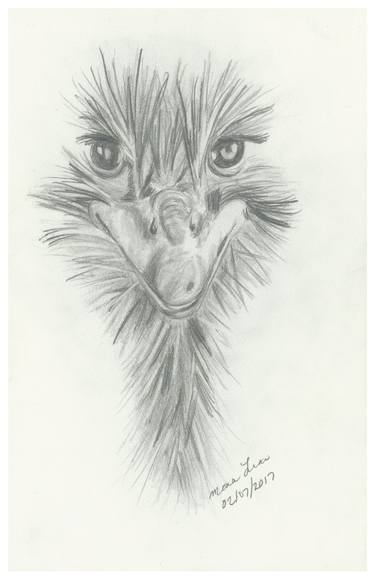 375x579 Ostrich Drawing - Ostrich Drawing