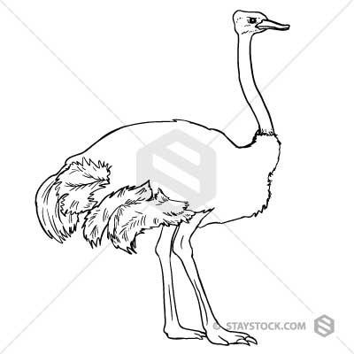 400x400 Ostrich Drawing Staystock - Ostrich Drawing