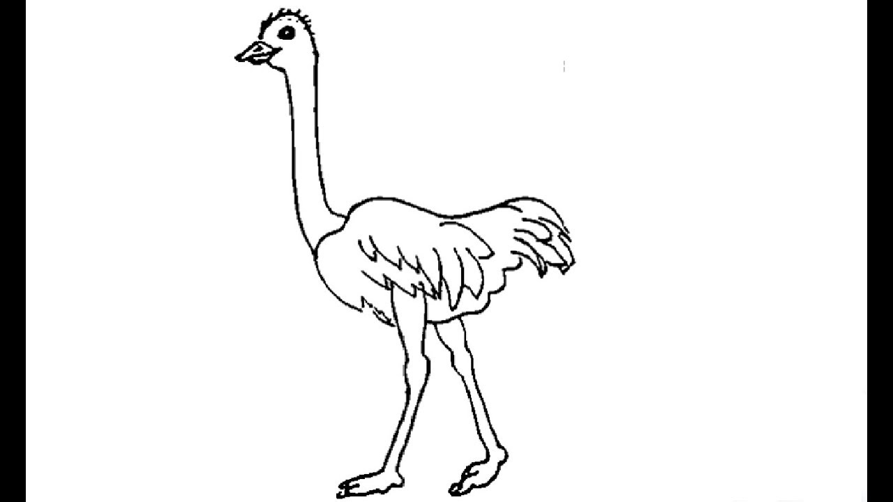 1280x720 How To Draw A Ostrich - Ostrich Drawing