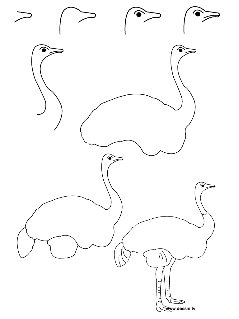 768x1024 Drawing Ostrich - Ostrich Drawing