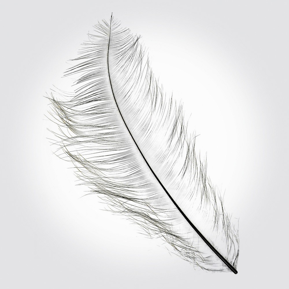1000x1000 fully burnt ostrich feather parkin - Ostrich Feather Drawing