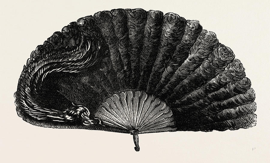 900x543 Modern Ostrich Feather Fan Drawing - Ostrich Feather Drawing