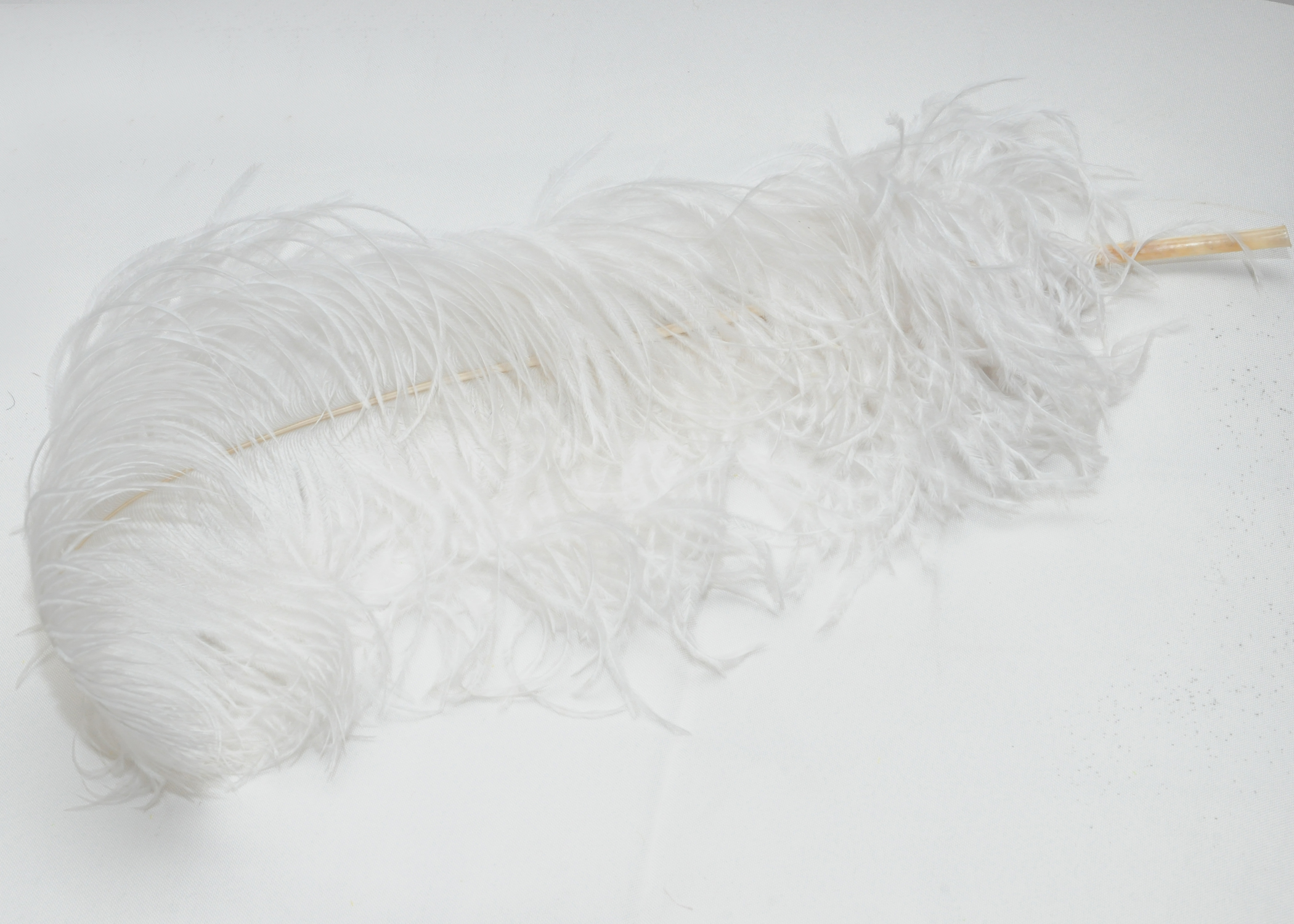 2100x1500 Ostrich Feather - Ostrich Feather Drawing