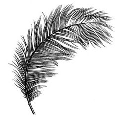236x236 best feather quill images calligraphy, feathers, fountain pen - Ostrich Feather Drawing