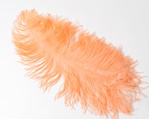 300x240 Apricot Ostrich Feather Inches And Up - Ostrich Feather Drawing