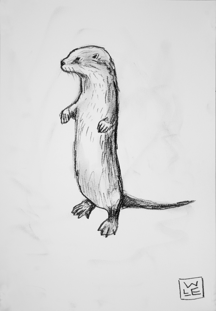 Otter Drawing at PaintingValley.com | Explore collection of Otter Drawing