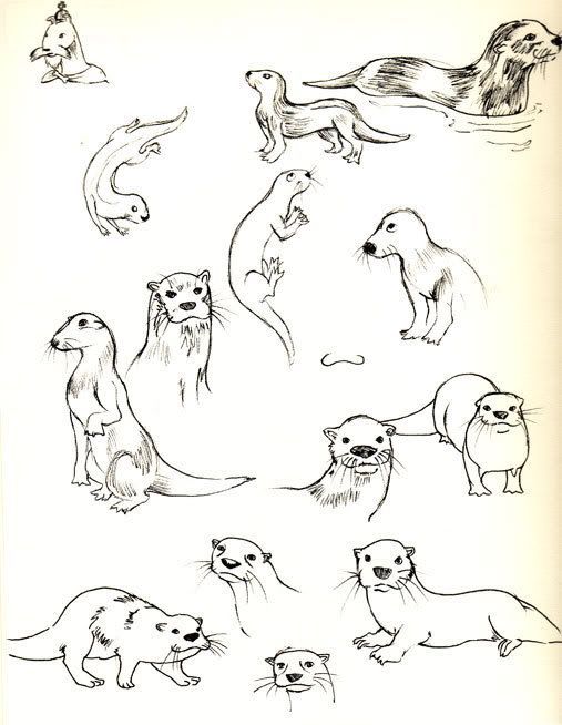 507x654 how to draw otters - Otter Drawing