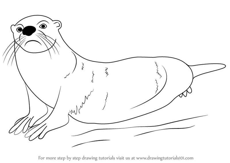 Otter Outline Drawing at PaintingValley.com | Explore collection of ...