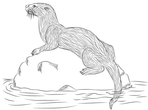 Otter Outline Drawing at PaintingValley.com | Explore collection of