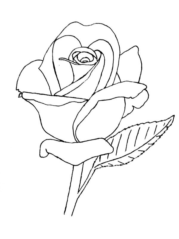600x800 Rose Lineart - Outline Art Drawing