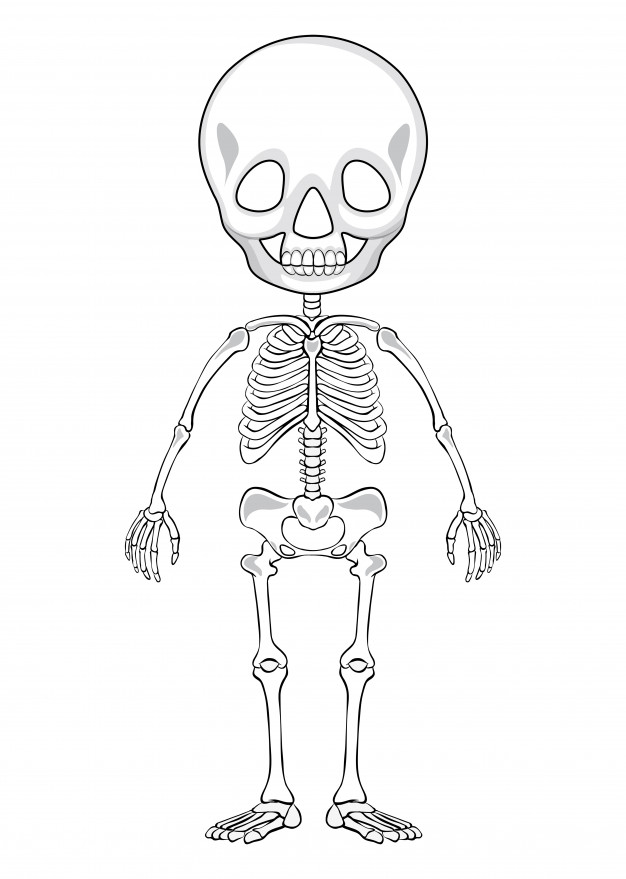 626x879 Outline Drawing Of A Human Skeleton Vector Free Download - Outline Drawing