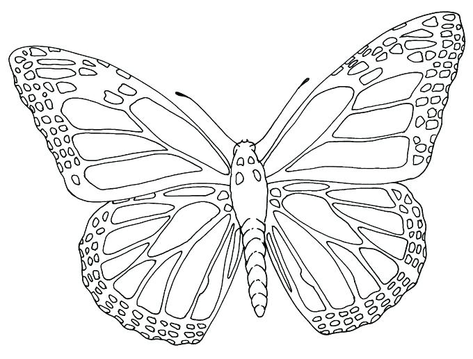 680x517 butterfly outline drawing butterfly outlines butterfly pencil - Outline Drawing For Colouring