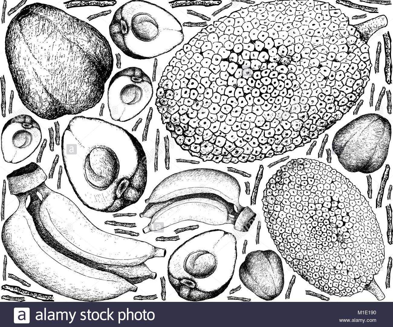 1300x1080 jackfruit drawing unusualllection of easy high quality free step - Outline Drawing For Colouring