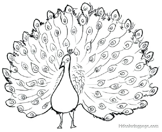 618x505 Peacock Outline Drawing At Getdrawings Free For Personal Use - Outline Drawing For Colouring