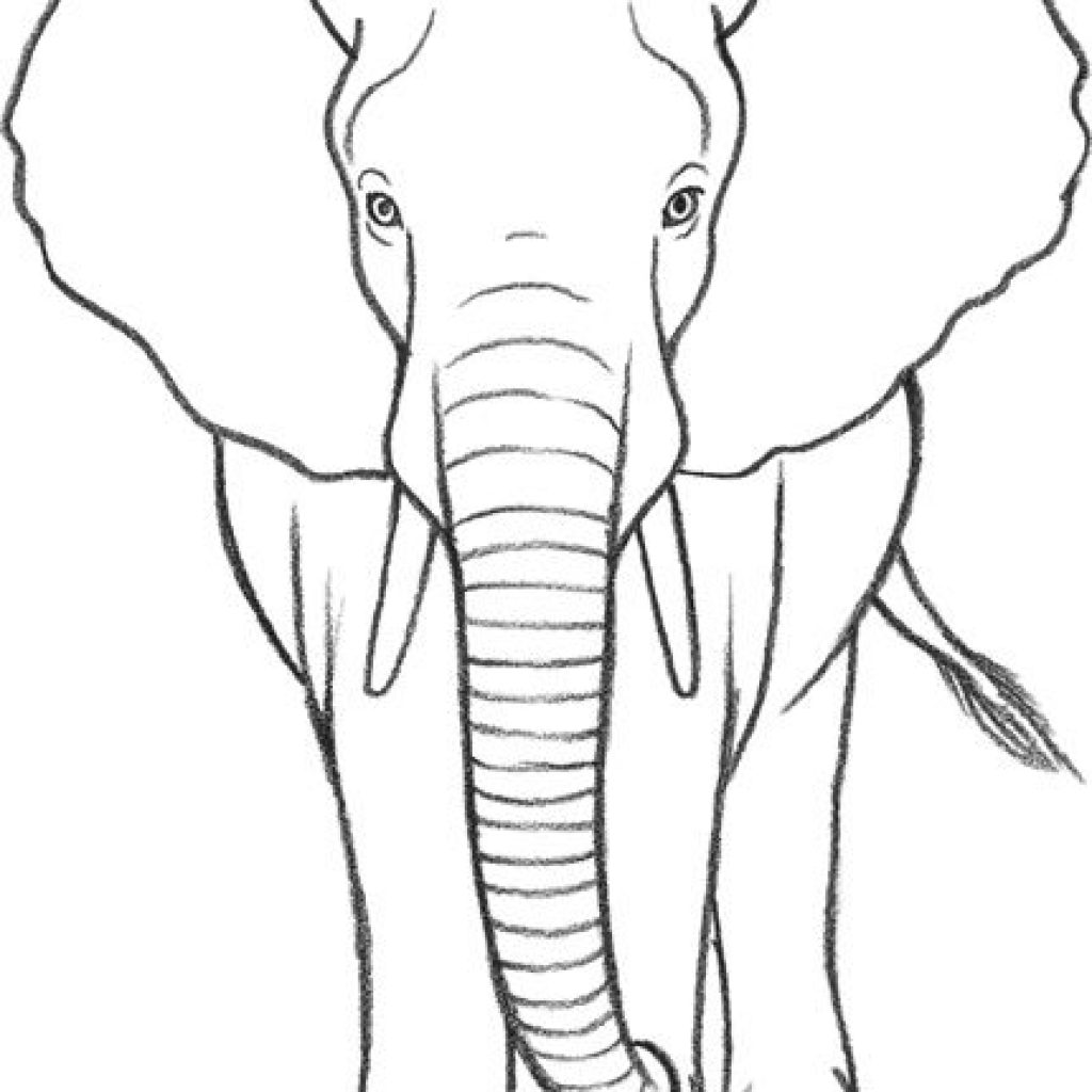 Африканские животные рисунки карандаш для срисовки